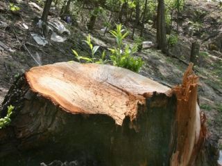 В Попаснянском районе неизвестные вырубили 122 дерева