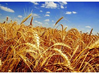Луганская область занимает I место в Украине по урожайности в степной зоне