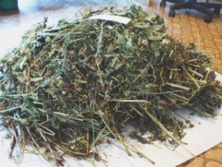 На Луганщине мужчина выращивал мак и коноплю по молдавской технологии