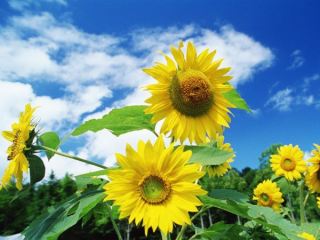 Погода в Луганске на завтра  июля без осадков