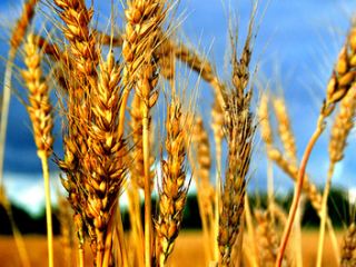 Аграрии Луганщины завершают уборку ранних зерновых и зернобобовых культур