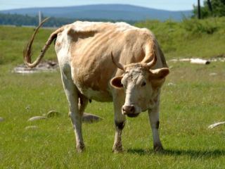 На Луганщине фермер загрязнил землю отходами