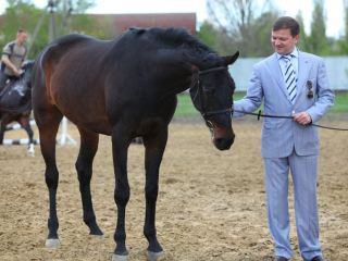 Владимир Медяник избран президентом Луганской федерации конного спорта