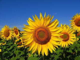 Погода в Луганске солнечно