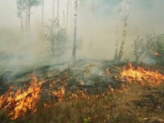 На Луганщине локализовали лесной пожар