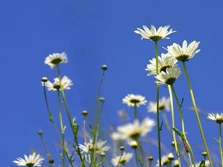 Погода в Луганске солнечно