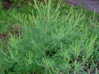 В Красном Луче  магазина оштрафовали изза амброзии