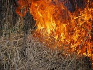 Вчера в нескольких районах Луганской области горела сухая трава