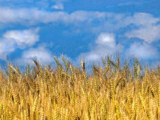 На Луганщине уже знают как будут отмечать День независимости Украины