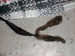 В Луганской области женщина занялась наркоторговлей чтобы заработать дочери на учебу