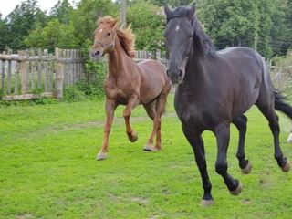 На Луганщине задержали конокрадов
