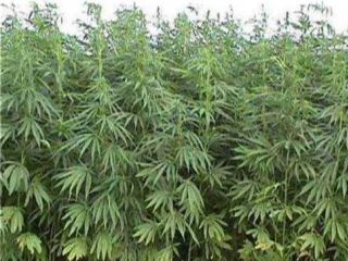 Житель Алчевска выращивал на огороде коноплю