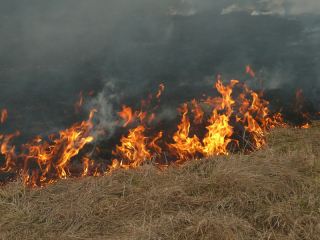 Вчера в Луганской области сгорело  гектаров сухой травы