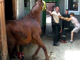В Луганске спасатели достали из ямы лошадь