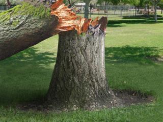 В Луганской области упавшее дерево повредило газопровод