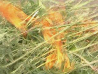 На Луганщине участковые уничтожили  тыс кустов конопли