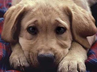 Депутаты Луганского горсовета озаботились численностью бродячих животных