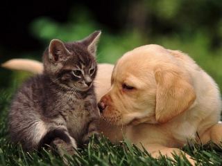 Луганчанам придется регистрировать домашних животных