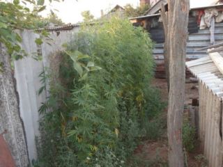 На Луганщине пенсионер вырастил коноплю чтобы лечить больные суставы