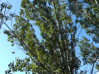 Погода в Луганске С