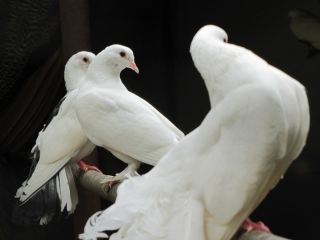 На Луганщине выставка голубей собрала жителей  городов Украины и России