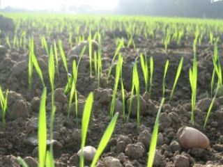 В следующем году аграрии Луганщины увеличат посевы озимых  на  тыс га