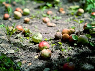 На Луганщине фермер расстрелял подростков изза яблок