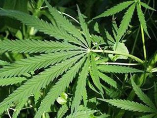 У летнего жителя Луганской области нашли  кг марихуаны