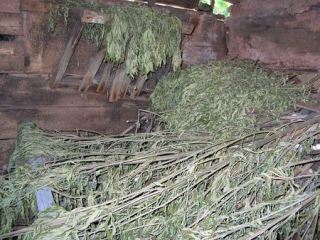 У жителя Попаснянского района нашли годовой запас наркотического сырья