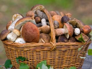 Луганчан призывают отказаться от сбора грибов