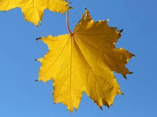 Погода в Луганске С