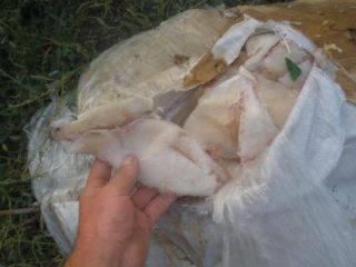 Луганские пограничники задержали летнего парня который пытался пронести  килограмм кальмаров фото