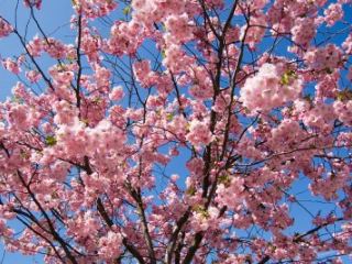 Теперь луганский сквер украшают сакуры