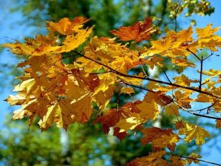 Погода в Луганске солнечно