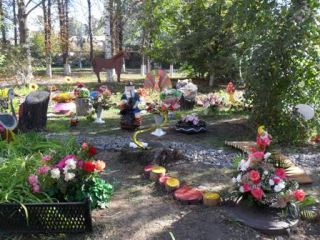 Луганский территориальный центр социального обслуживания провел выставку цветов