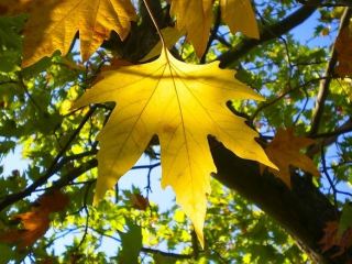 Погода в Луганске С