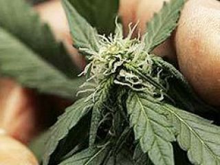 В Луганской области мужчина вырастил для себя  кустов конопли