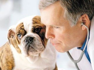 В Луганске соберутся ведущие специалисты ветеринарной медицины