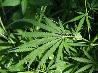 В Луганской области мать с сыном торговали травкой