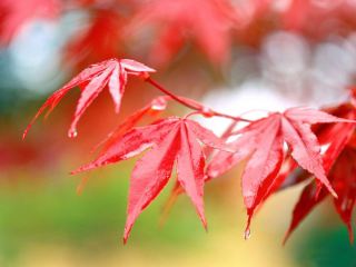 Погода в Луганске на завтра  сентября дождь