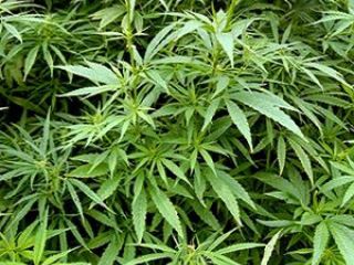 Житель Луганской области вырастил в своем дворе  кустов конопли