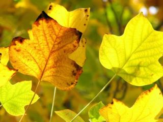 Погода в Луганске на завтра  октября ясно