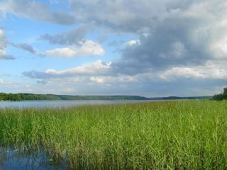 На Луганщине в зарослях камыша заблудилась женщина с ребенком