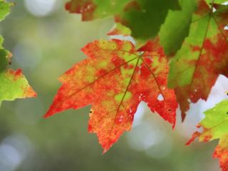 Погода в Луганске С