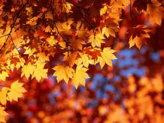 В центре Луганска появится альтернативная агитпалатка