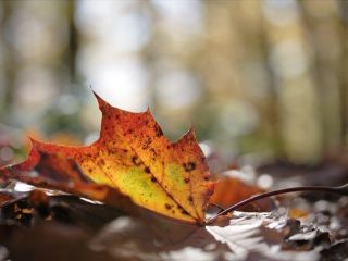 Погода в Луганске пасмурно