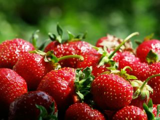 Владимир Пристюк задумал накормить всю Луганщину местной клубникой