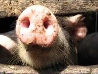 В Луганске локализовали возможную вспышку африканской чумы свиней