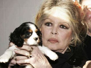 В Северодонецке проблему бездомных животных будут решать с помощью Бриджит Бардо