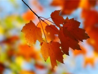 Погода в Луганске на завтра, 20 октября: похолодание